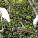 Intermediate Egret