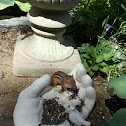 Chipmunk
