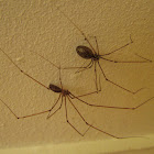 Daddy long legs