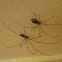 Daddy long legs