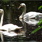Mute Swans