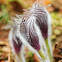 Eastern pasqueflower