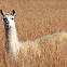 Llama