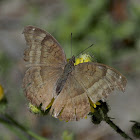 Chocolate Pansy