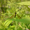 Giant Crane Fly