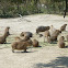 Capibara