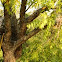 Tree!