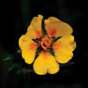 Avens Flower
