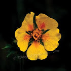 Avens Flower