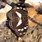 Forest Glade Nymph 