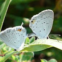 Eastern tailed-blue