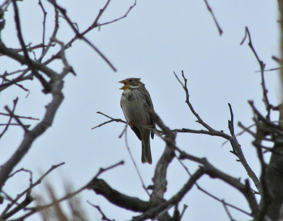 Spotting Image 1