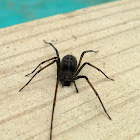 Violin Spider