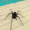 Violin Spider
