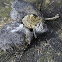 Owl Pellet