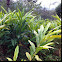 Cardamom