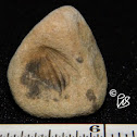 Brachiopod Fossil