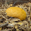 Dog-vomit slime mold