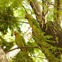 Perico frentinaranja