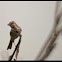 Song Sparrow