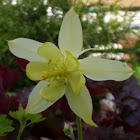 Columbine