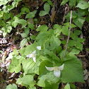 Trillium