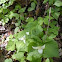 Trillium