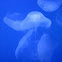 Jelly fish 
