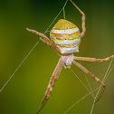 Argiope pulchella