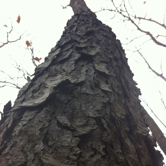 Spotting Image 1