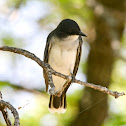Eastern Kingbird