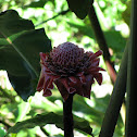 Torch Ginger