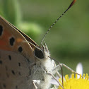 American Copper