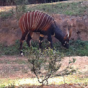 Bongo