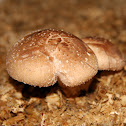 Shiitake
