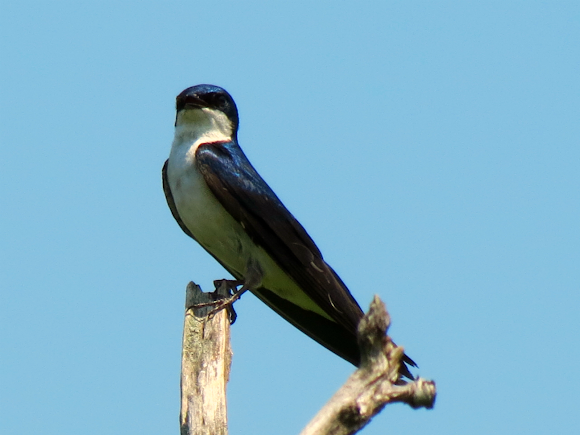 Spotting Image 1