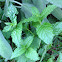 Menta