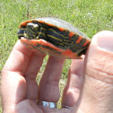 Painted Turtle
