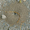 Ant Hill