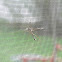 Crane Fly