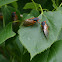 17 year Cicada