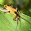 Margined leatherwing