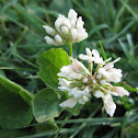 Clover