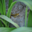 Olive Bush Anole