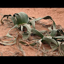 Welwitschia