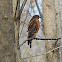 red shouldered hawk