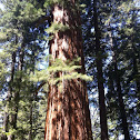 Redwood tree