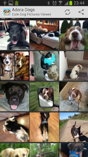 download Cute Dog Pictures - Adora Dogs free