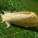 Yellow Tussock Moth