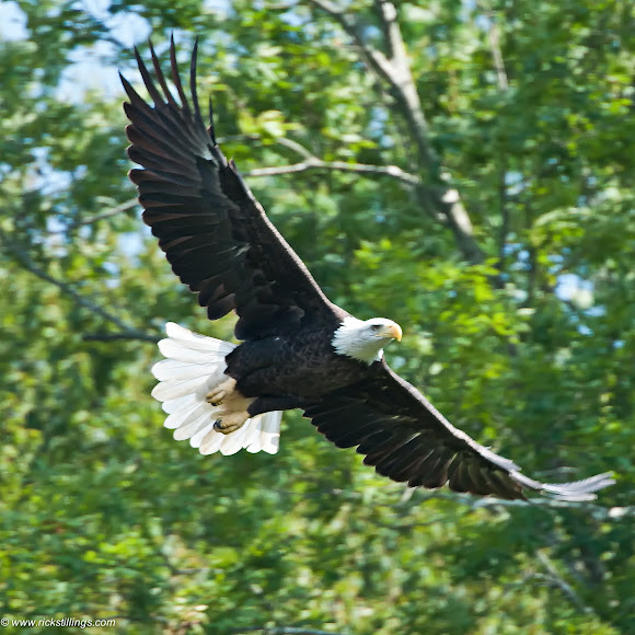 Spotting Image 1